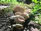 Nyári laskagomba (Pleurotus pulmonarius), Vértes. Csoportosan nő, elsősorban lombos fák korhadó anyagán